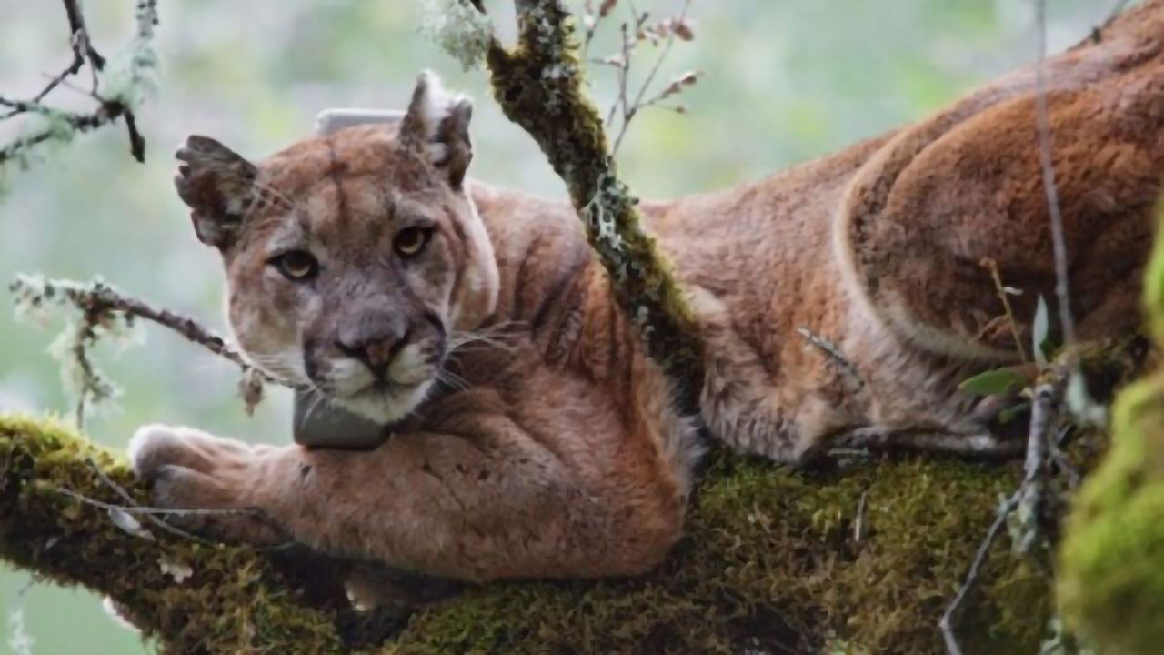 Elevated Toxic Mercury in Mountain Lions Linked to Coastal Fog