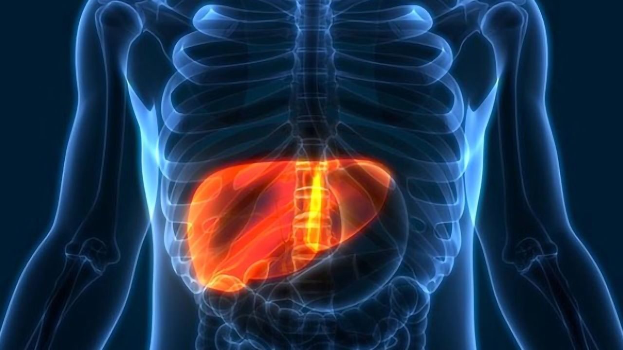 Coaxing Normal Liver Cells To Fight Cancer