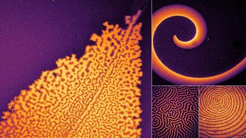How Do Proteins Form Patterns?