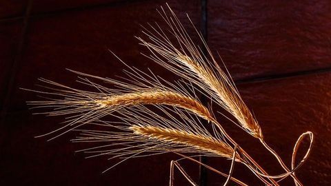 Brewer's Leftovers Could Fuel Our Homes