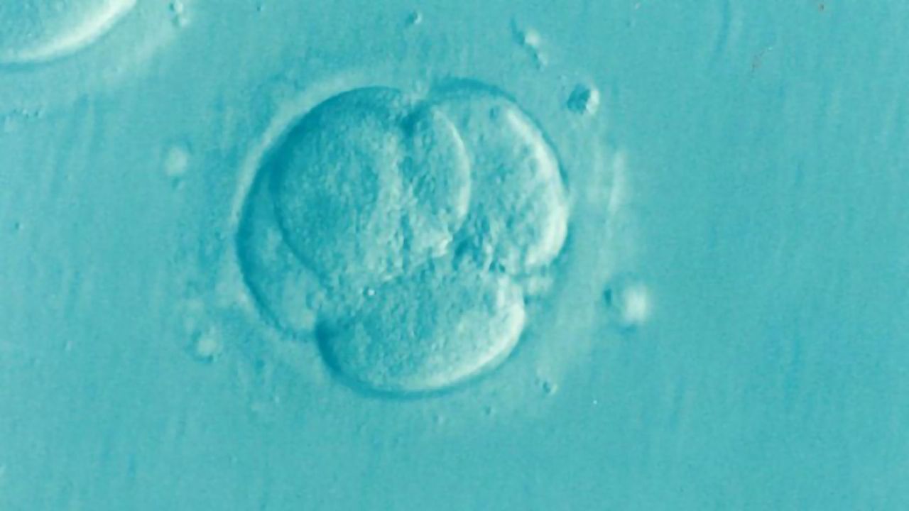 Animal Study Finds Fertility Treatment, Not Maternal Age, May Cause Increased Risk of Genetic Disorders