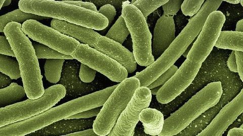 "Superbug" Threat Has Been Underestimated
