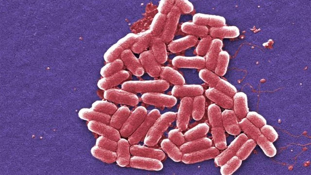 E. coli Put on a Carbon Dioxide Diet