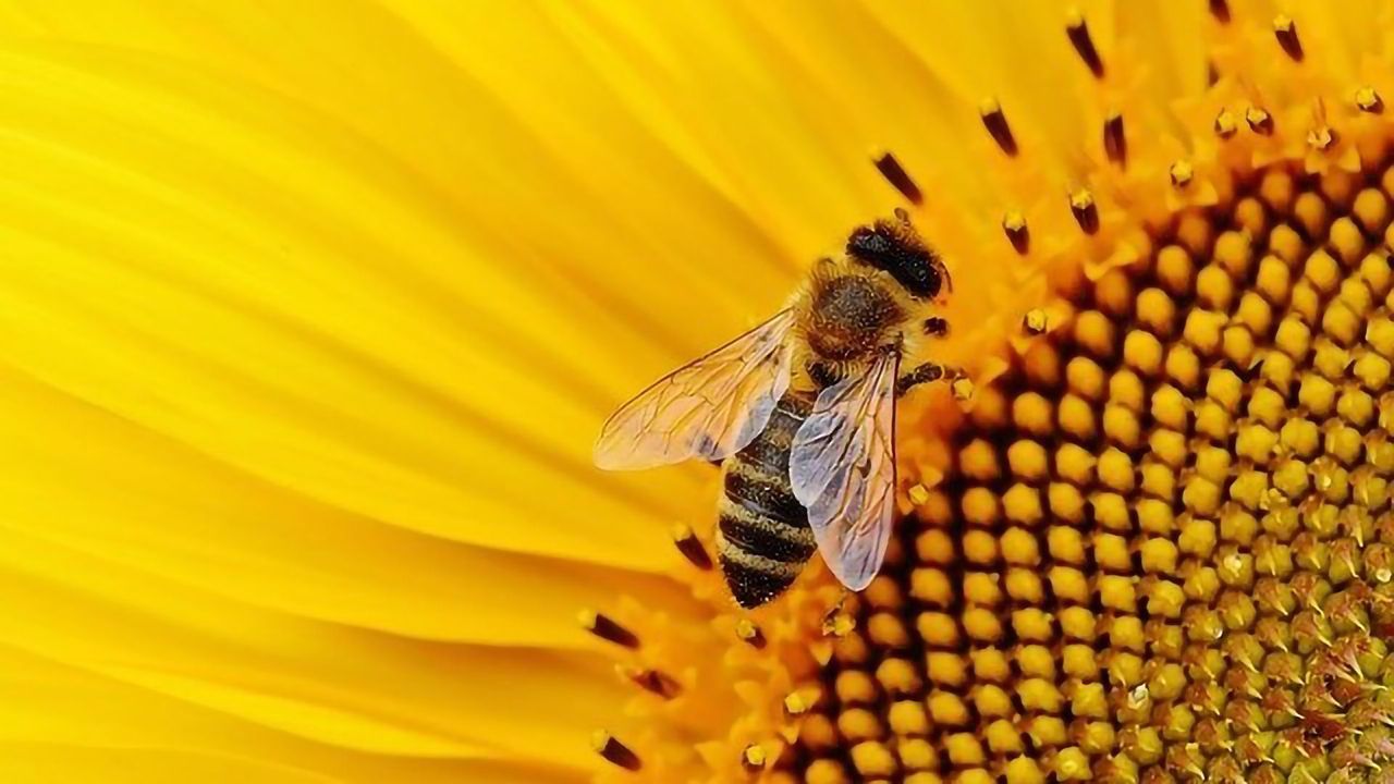 Bees Still at Risk From Neonicotinoids Despite Restrictions
