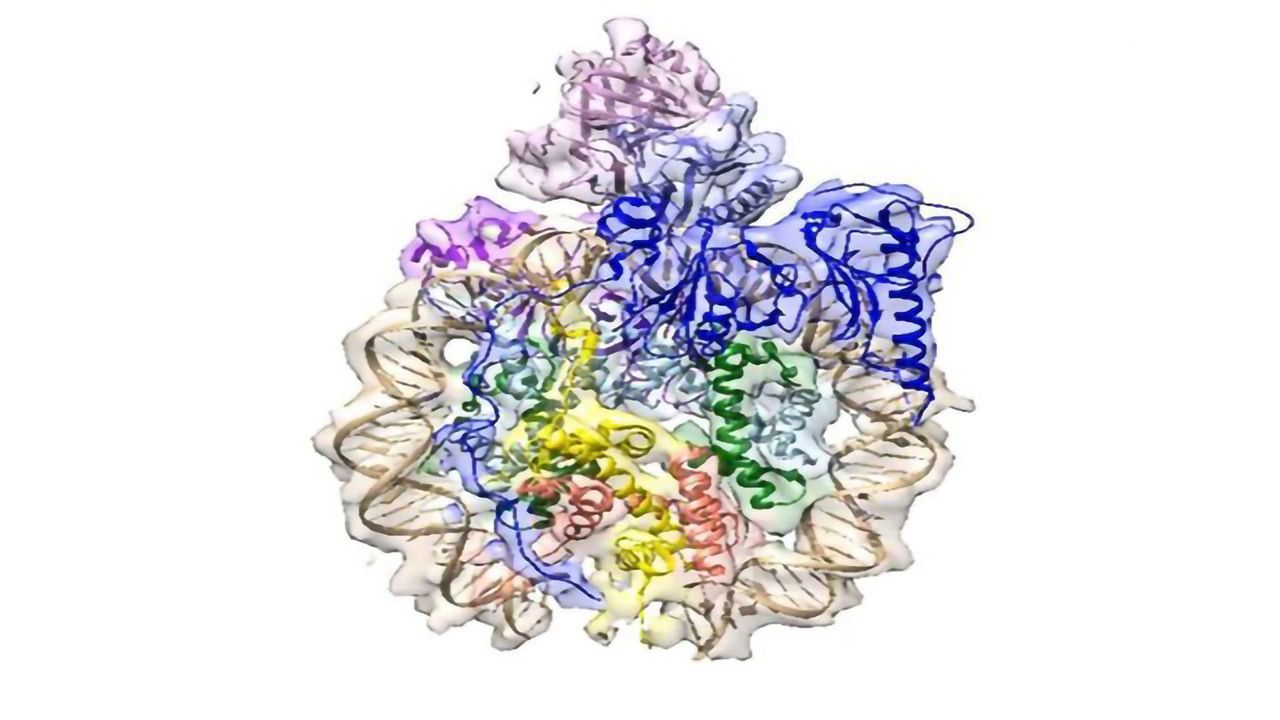 DNA’s Elusive Chaperone Is Caught in the Act