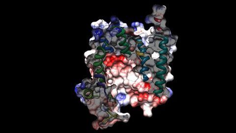 Pictures Show How Malaria Parasites Evade Frontline Drugs