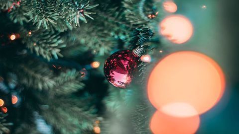 Christmas Tree Genetics