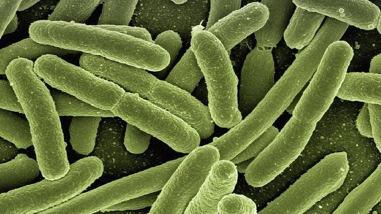 Bacterial T-box Structure Could Be New Antibiotic Target