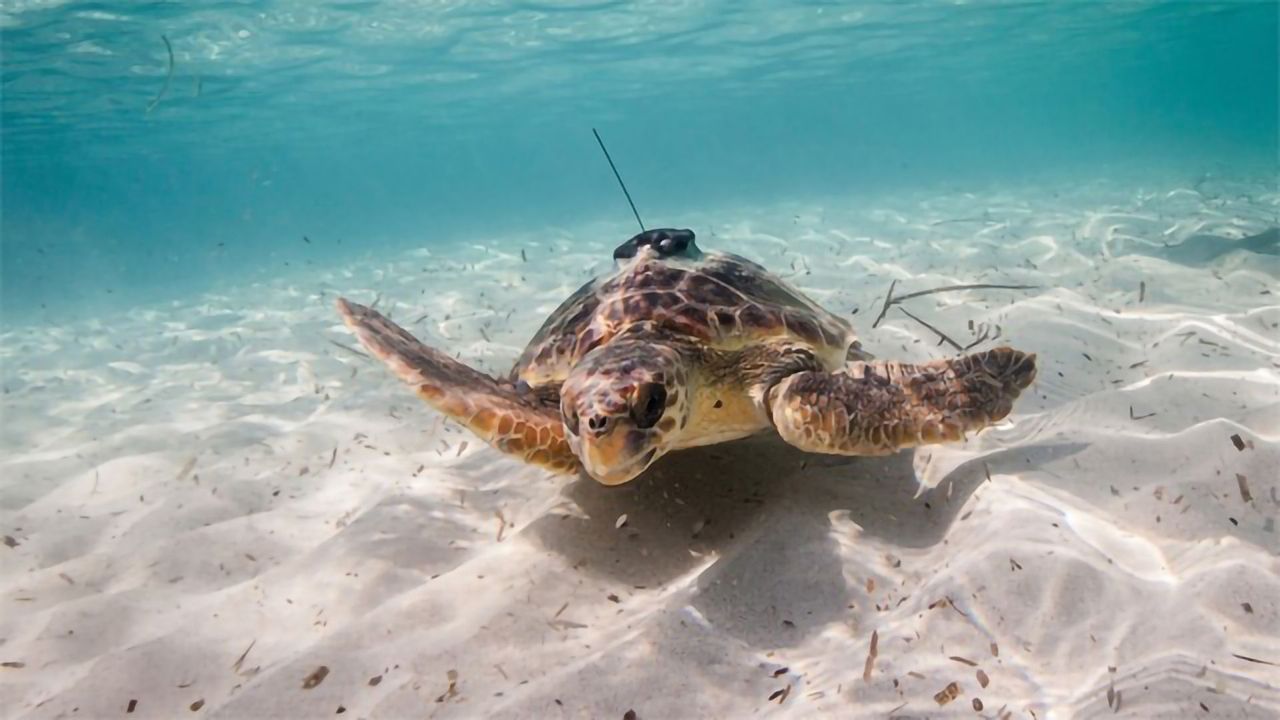 Animals Could Aid Ocean Monitoring Efforts