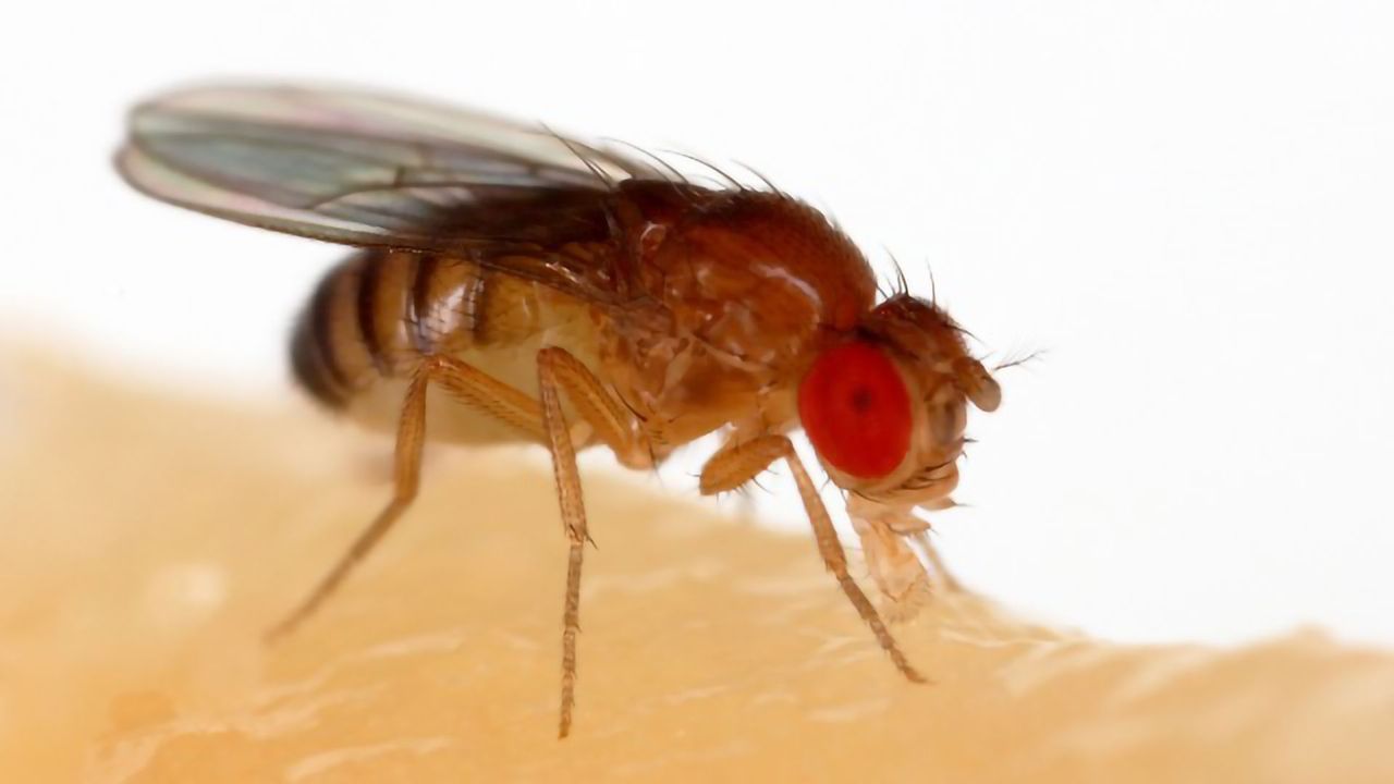 Why Do We Freeze When Startled? Fly Study May Have the Answer