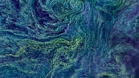 Bacterial Bloom