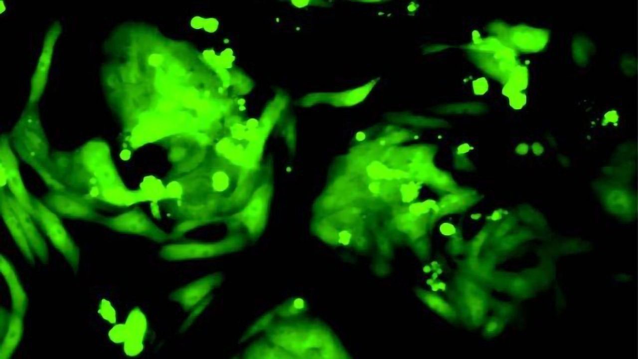 Silencing Retroviruses To Awaken Cell Potential