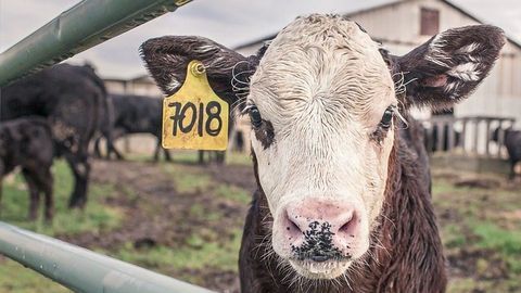 Vaccine Could Stop Spread of Bovine TB