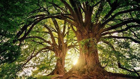 Not Seeing the Trees for the Wood