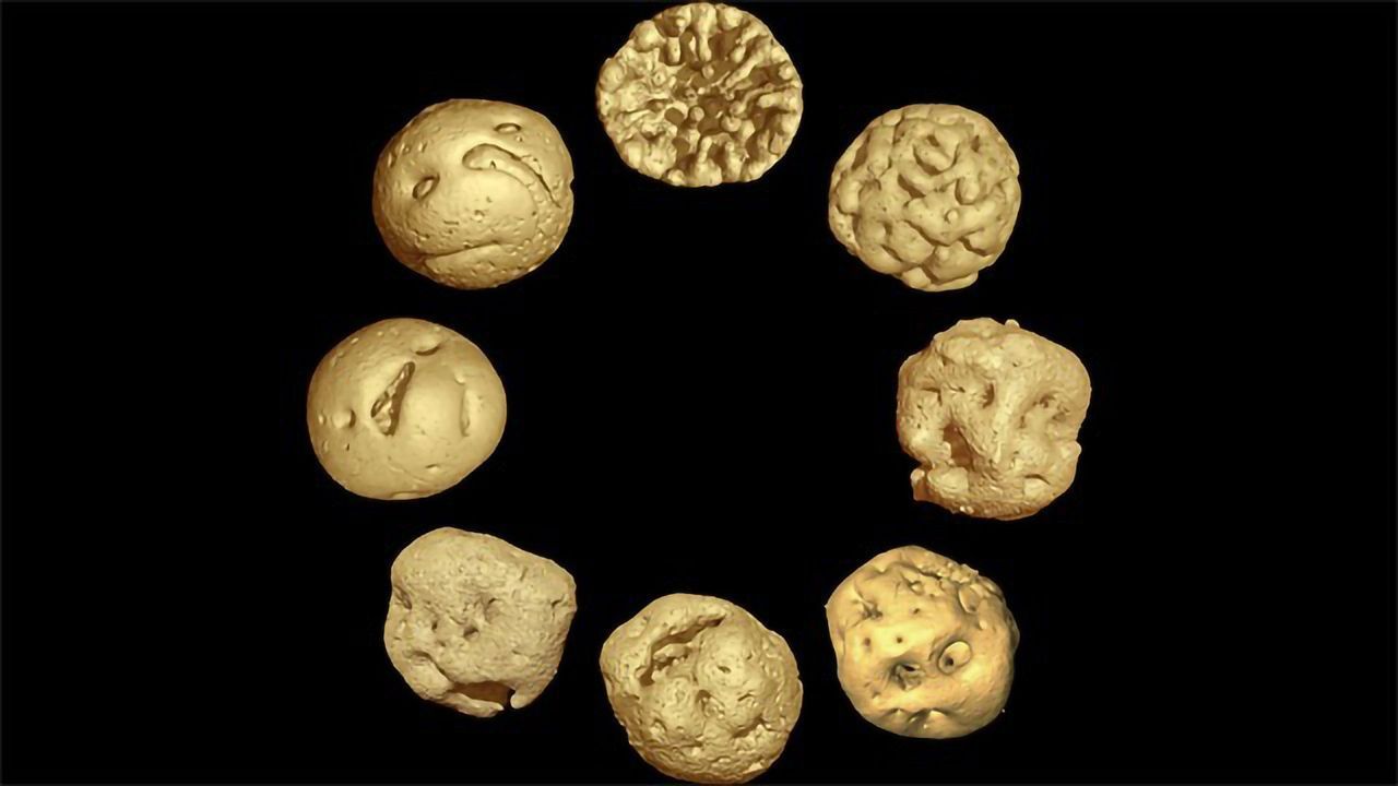 Fossils Suggest the Egg Came Before the Chicken