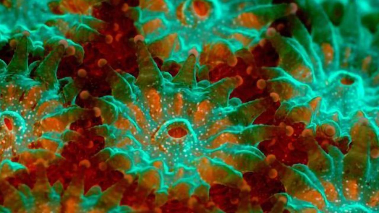 The Spectacular World of Aquatic Organisms