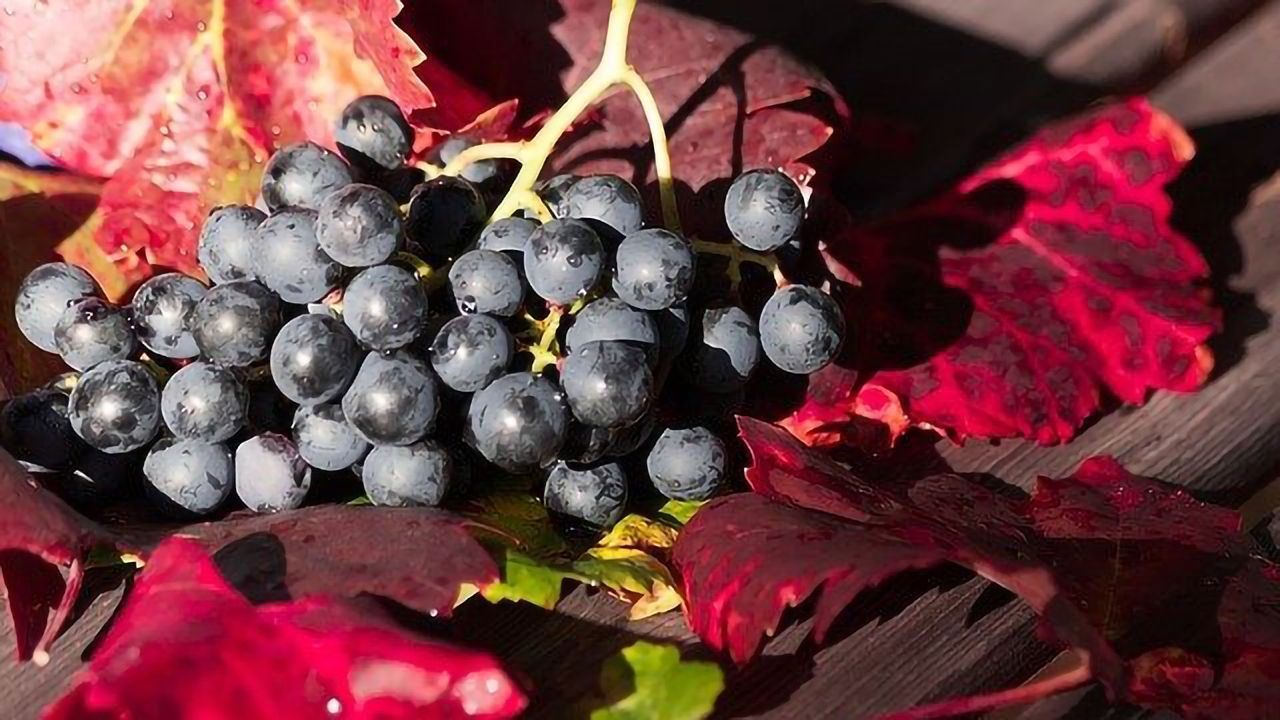 How Might Grape Skins Help Our Roads?