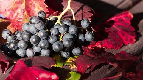 How Might Grape Skins Help Our Roads?