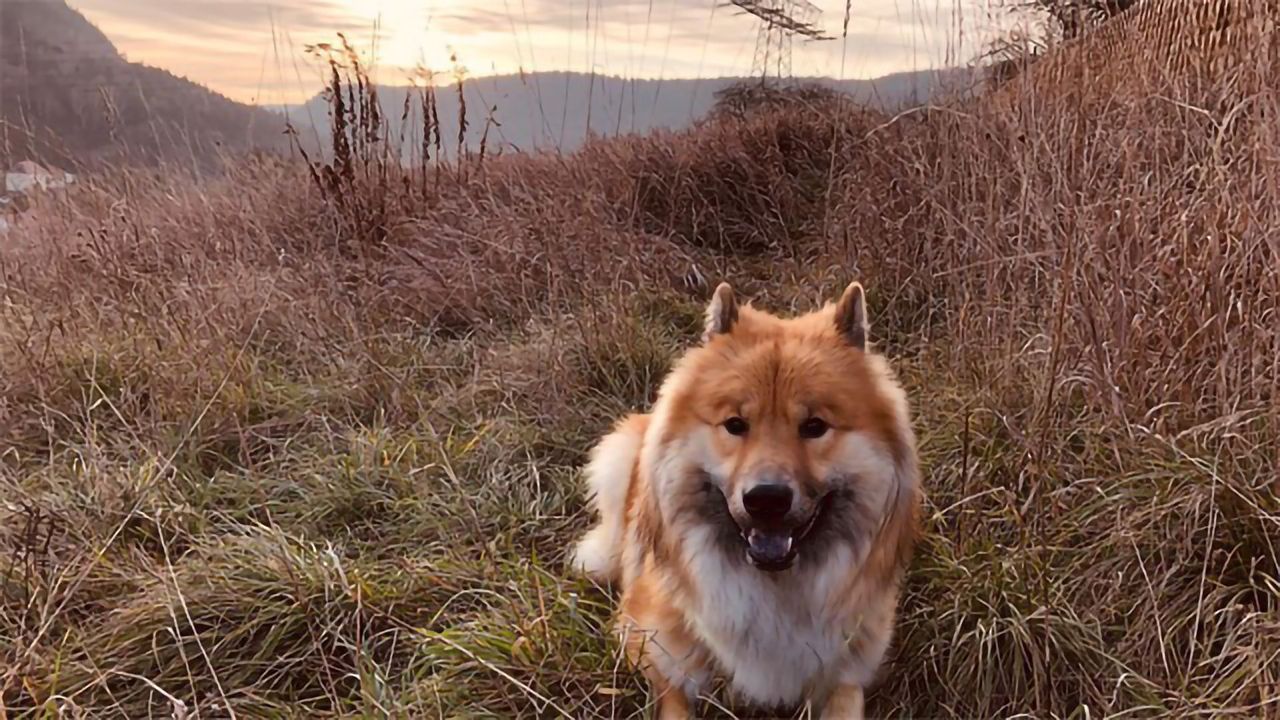 Canine Culture: How Our Upbringing Affects How We Understand Dogs