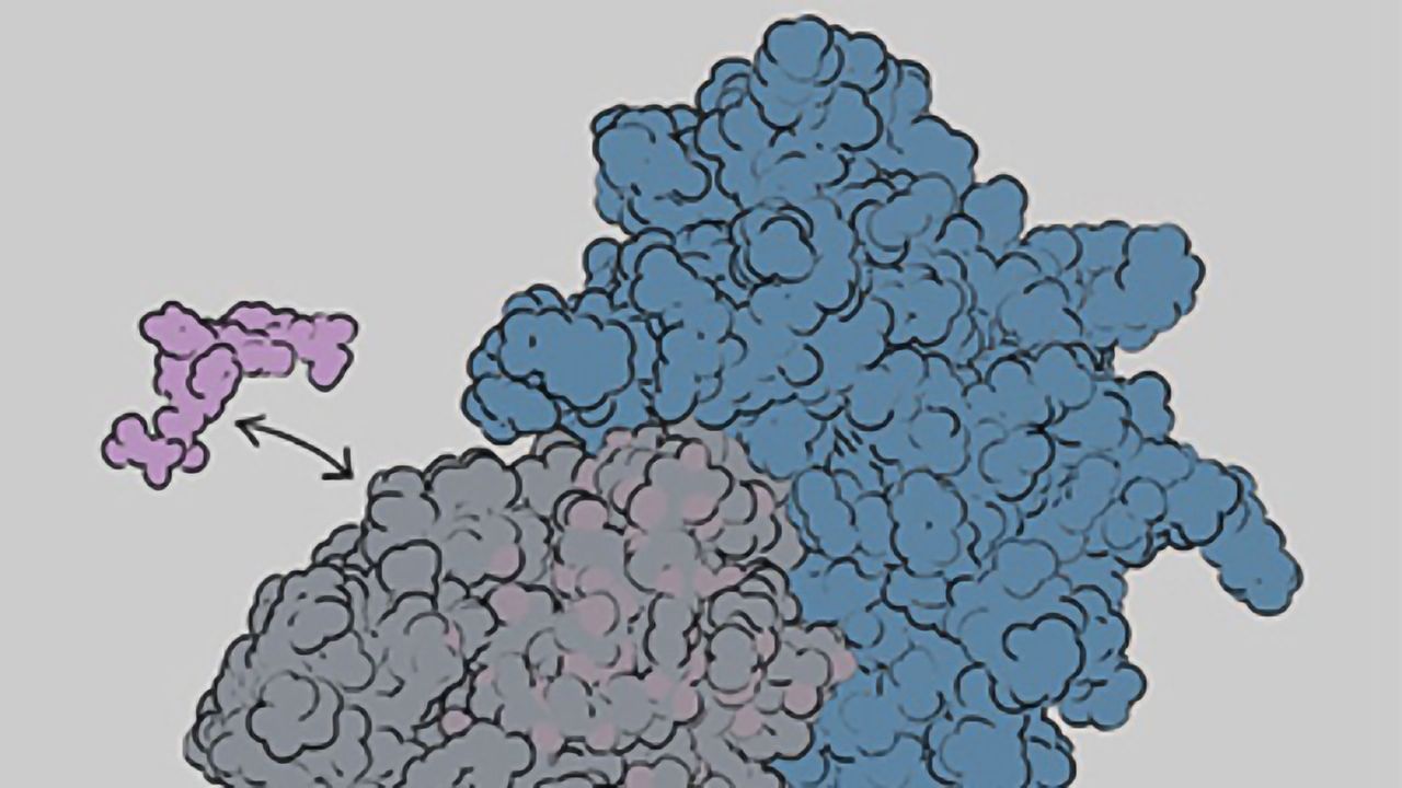 Key Dynamics of Immune Linchpin MHC Class I Revealed