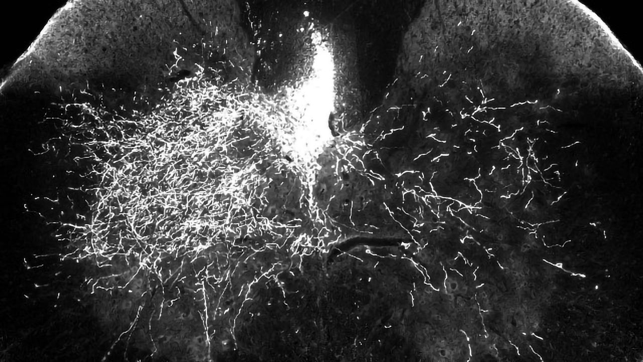 Common Drug Gabapentin Restores Limb Function After Spinal Cord Injury in Mouse Study