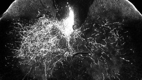 Common Drug Gabapentin Restores Limb Function After Spinal Cord Injury in Mouse Study