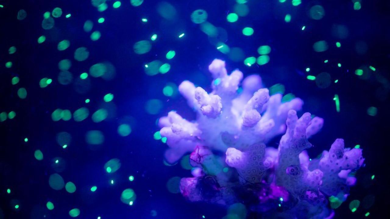 Some Corals Have Their Meals With a Side of Microplastics