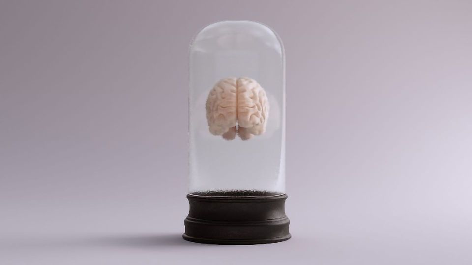 Cutting Through the Headlines: Are Scientists Really Growing Sentient "Mini-brains"? content piece image