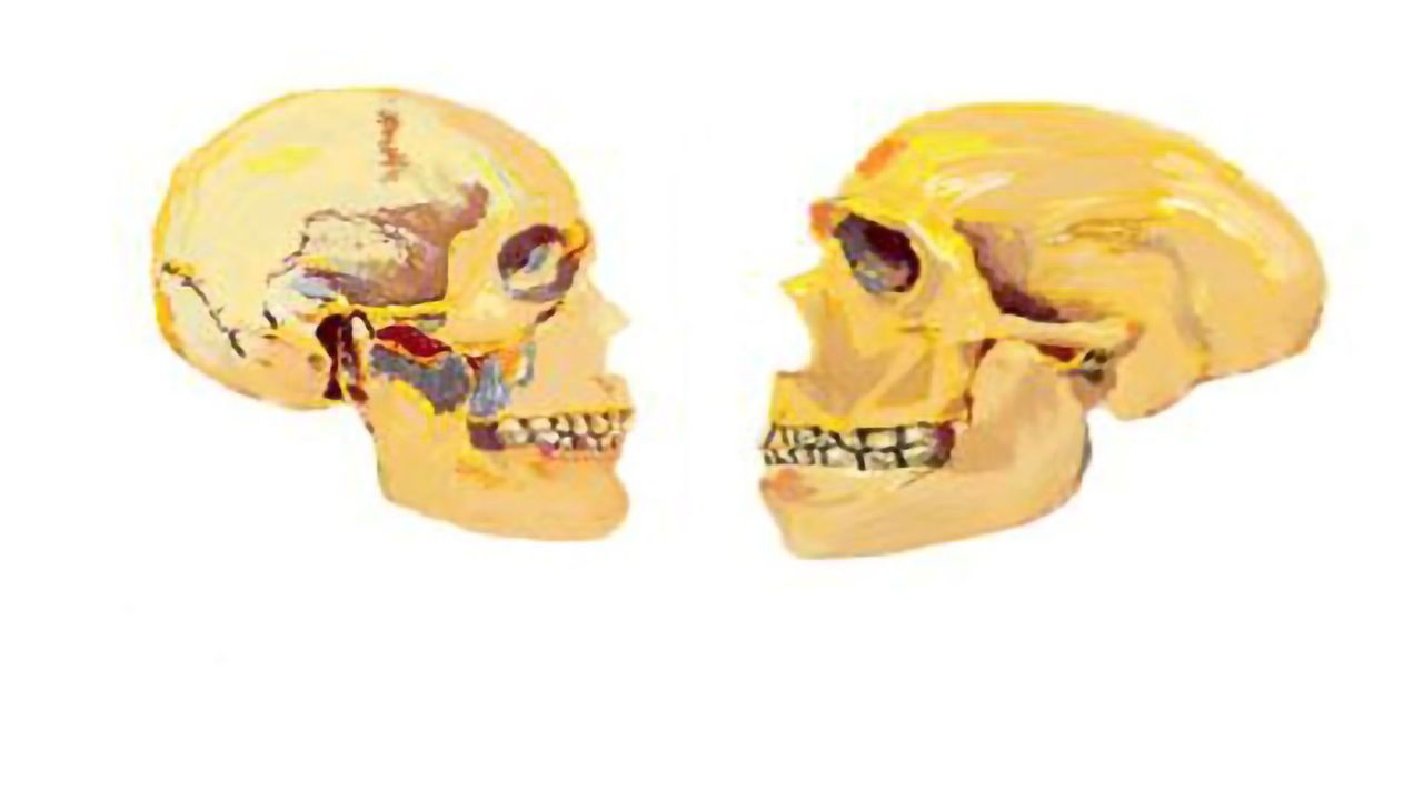 A Genetic Network Sheds Light on the Evolution of the Modern Human Face