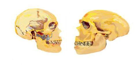 A Genetic Network Sheds Light on the Evolution of the Modern Human Face