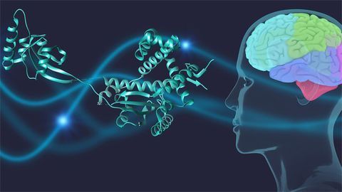 Molecular "Bodyguards" Keep Out Parkinson's