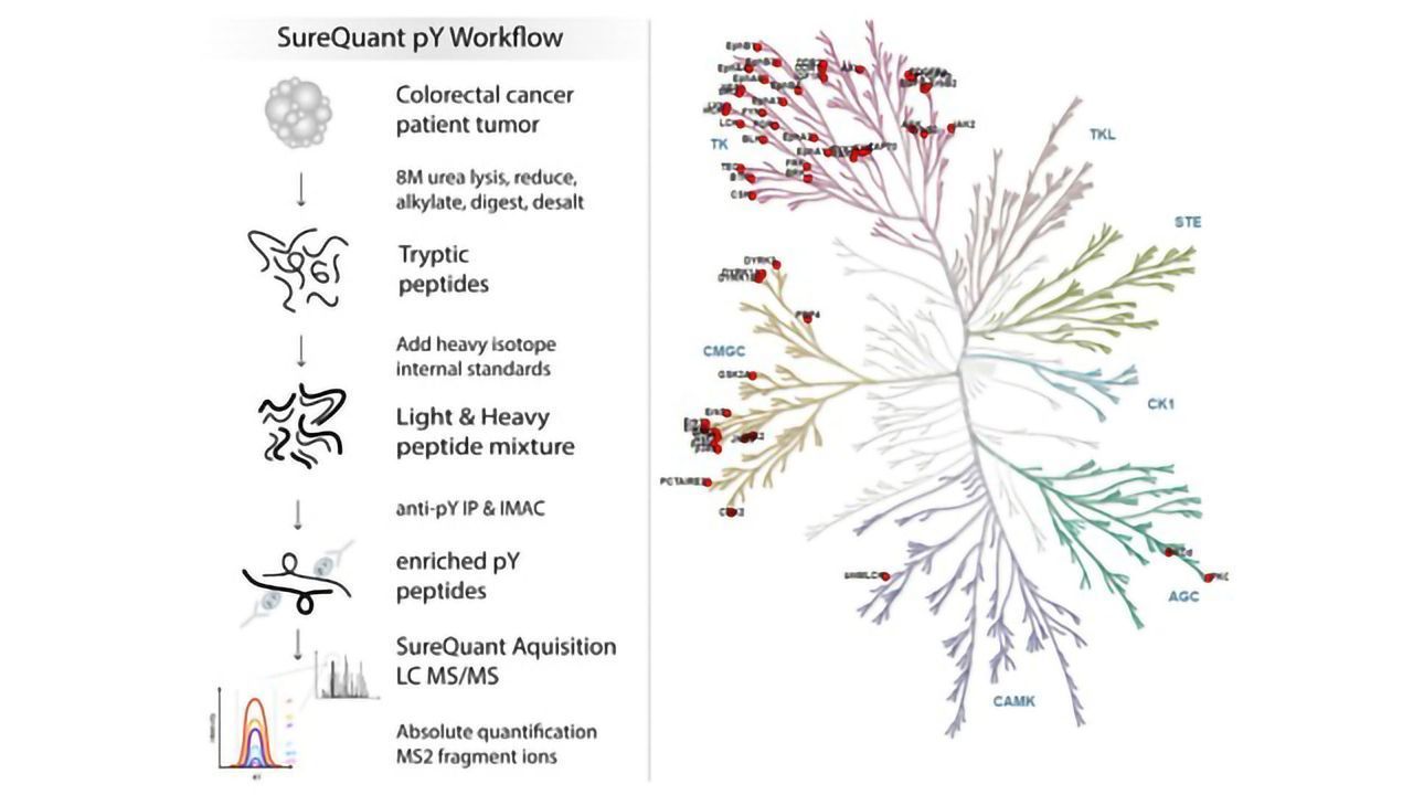 Real-time, High Density Monitoring of pTyr Signaling Targets in Human Tumors Using Heavy Peptide Triggered Targeted Quantitation