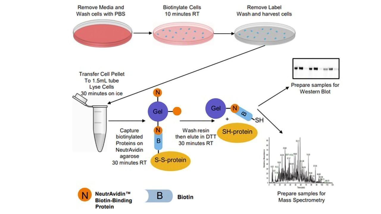 Proteomic Analysis of Cell Surface Proteins with Improved Specificity of Enrichment