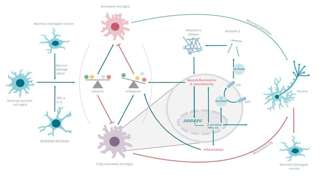 使用HTRF测定的神经炎症研究解决方案