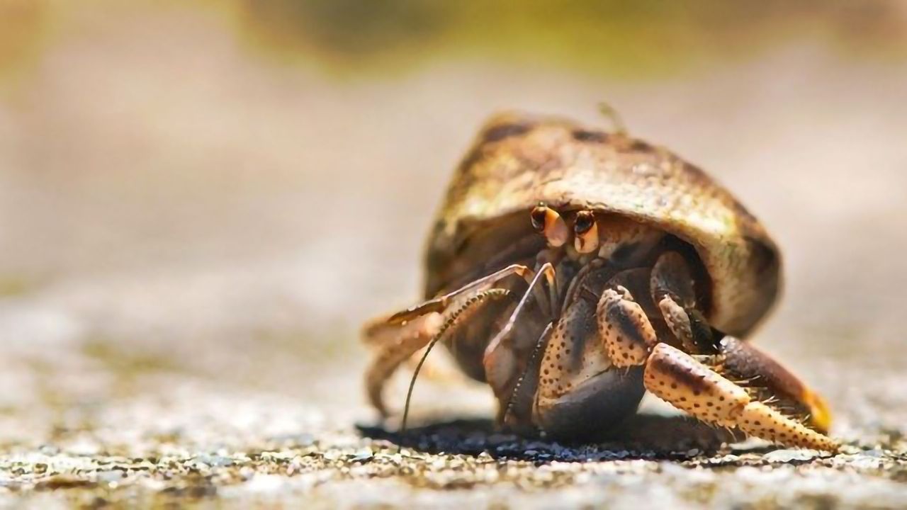 Plastic Waste Kills Half a Million Crabs on Remote Island