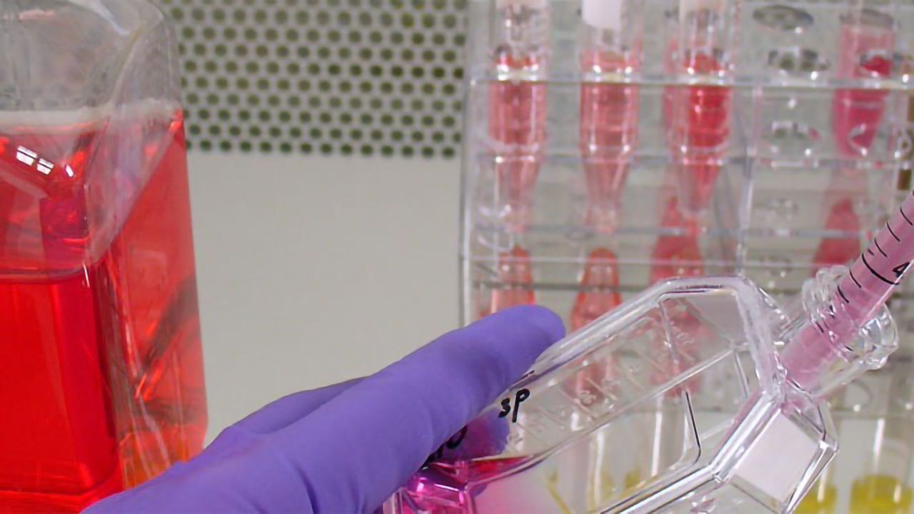 Identifying Problems With Your Cell Culture