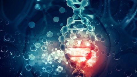 Exploring the Building Blocks of Life: Allosteric Vs Torpedo Model