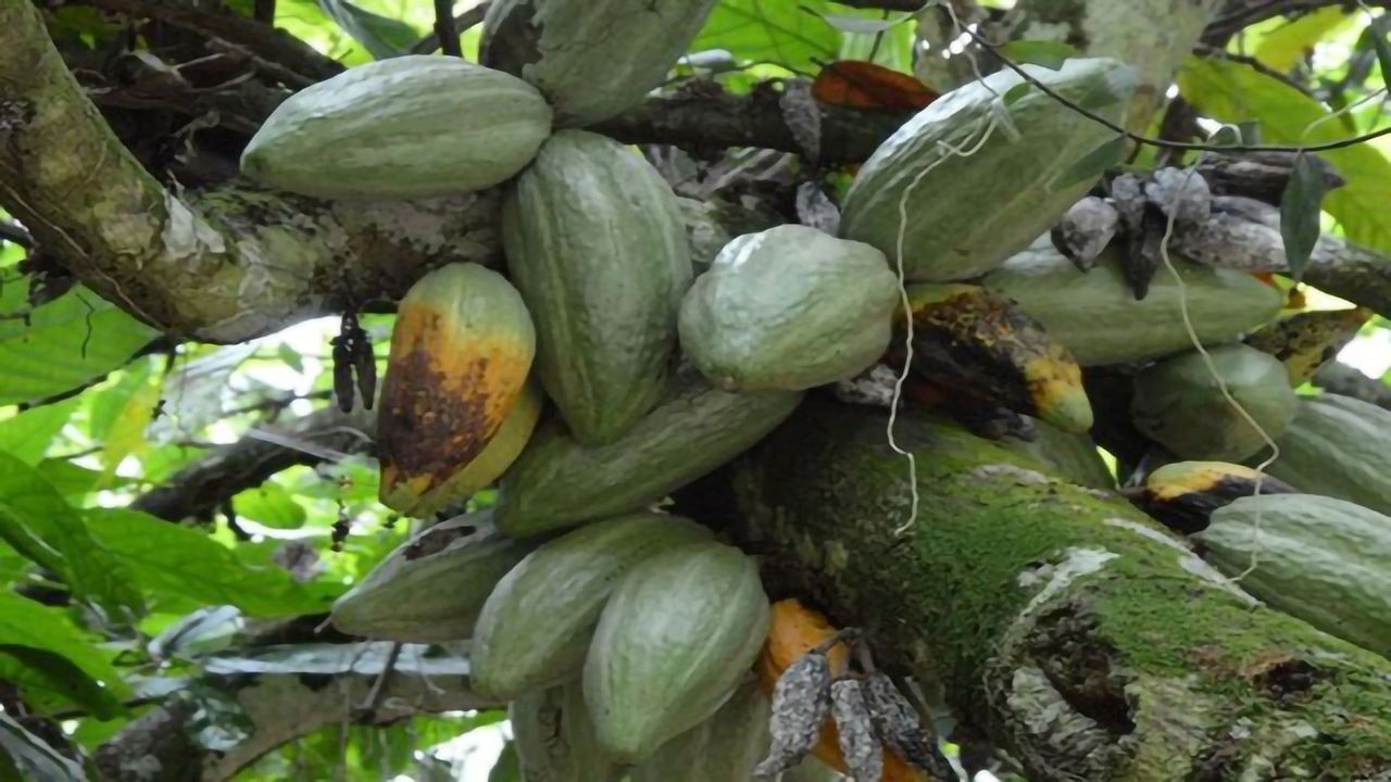 New Ways to ID Disease-resistant Genes Could Protect Our Chocolate Supply