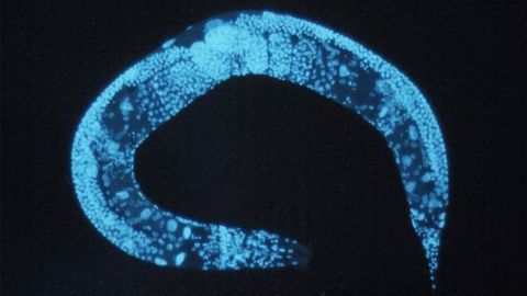 Ancient Worm Reveals a Way To Destroy Toxic Cells in Huntington's Disease