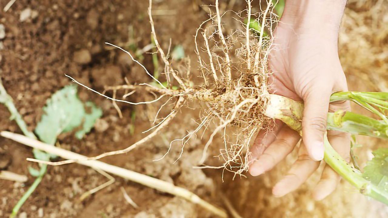 “Conductor” Gene Discovered in Plant Root Stem Cell “Orchestra”