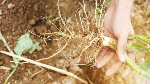 “Conductor” Gene Discovered in Plant Root Stem Cell “Orchestra”