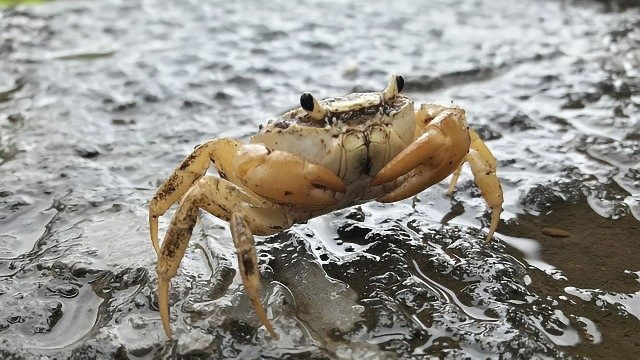 Crab Neurons Help Decode the Human Brain