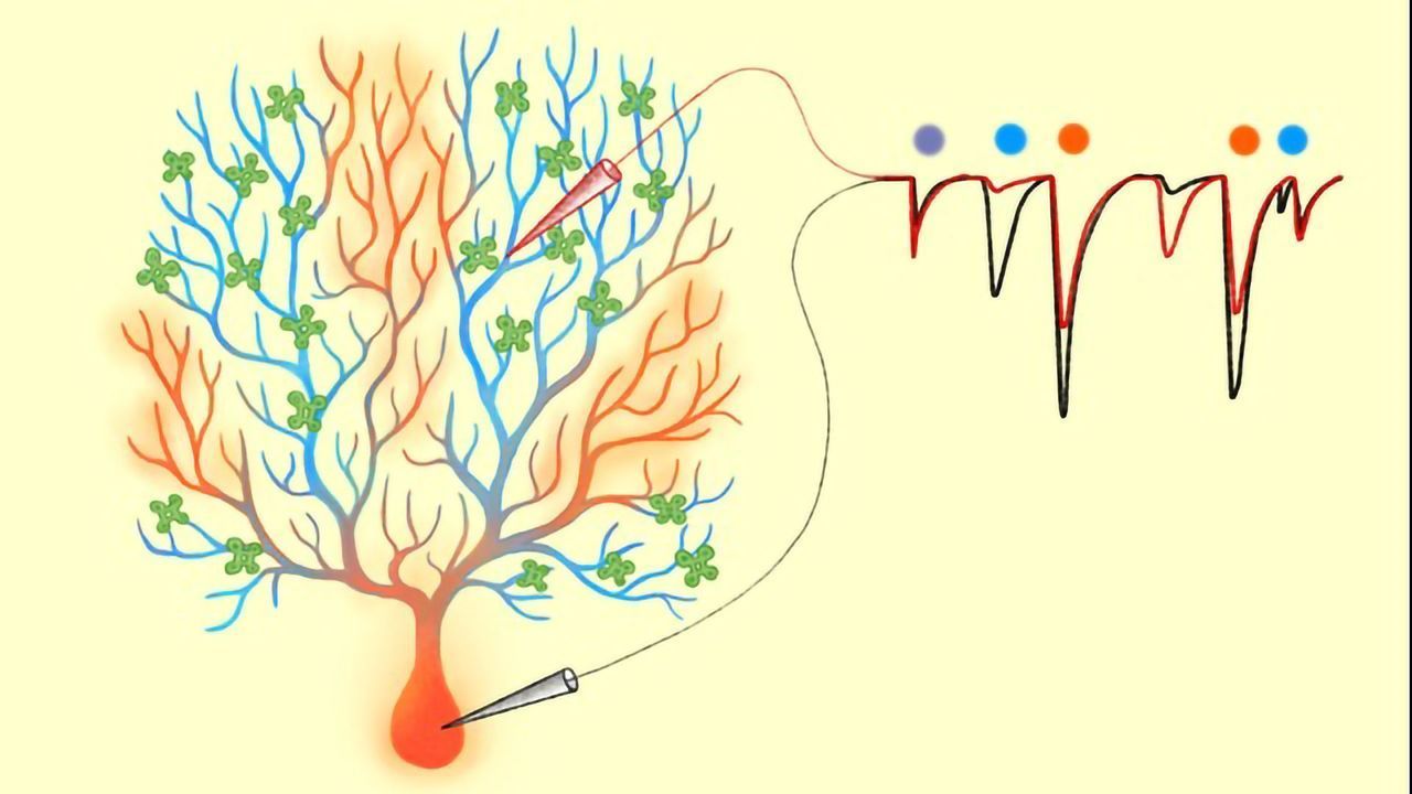 Dendrite Filters Keep the Brain Flexible