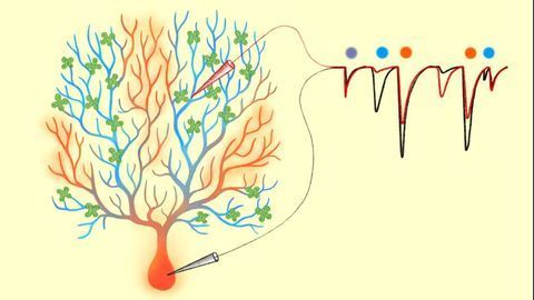 Dendrite Filters Keep the Brain Flexible