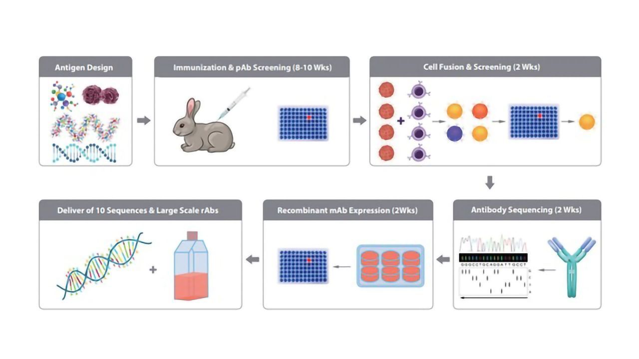 Generate Rabbit Antibodies of Superior Target Precision and Affinity With MonoRab™
