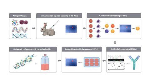 Generate Rabbit Antibodies of Superior Target Precision and Affinity With MonoRab™