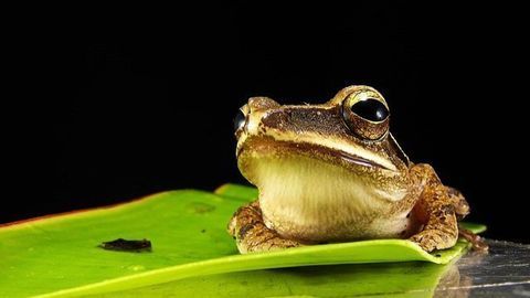 Researchers Develop a “FrogPhone” to Remotely Call Frogs in the Wild
