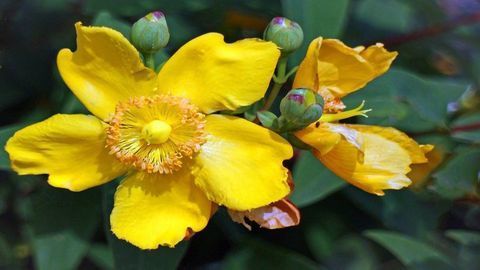 Secrets of Herbal Antidepressant Synthesis Are Uncovered