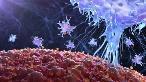 Tackling Immune Dysregulation – A Key Driver of Disease