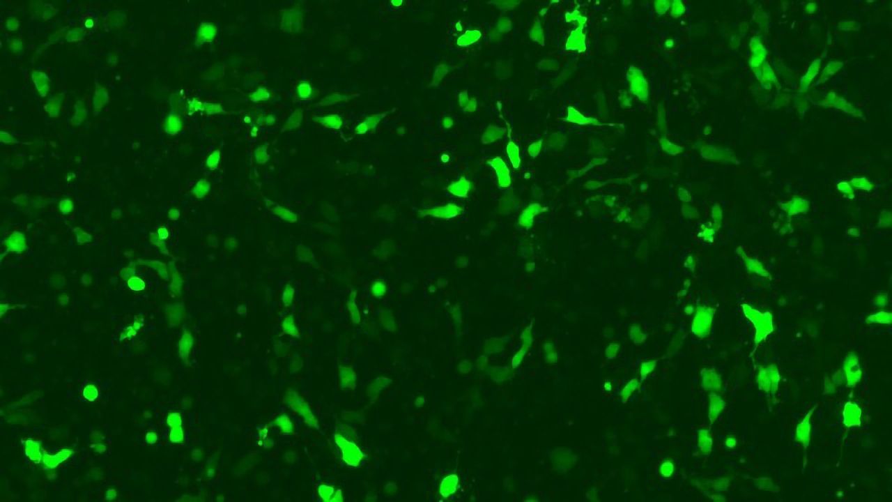 Reagents for Transfecting Human Embryonic Stem Cells